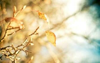 Macro Leaves Yellow Branch Tree Autumn HD Wallpaper