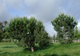 Pine Trees Desktop Background Wallpaper