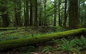 Forest Moss Wallpaper
