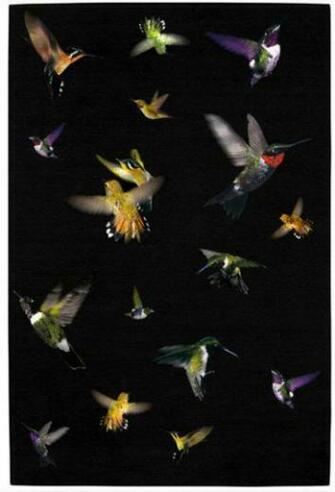 House Of Hackney Humdinging Hummingbird Wallpaper Coming Soon