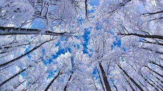 Winter Nature Wallpaper Desktop For