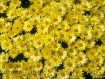 Yellow Daisy Print Wallpaper Desktop Background