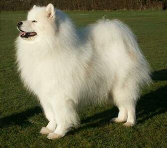 Samoyed Wallpaper For