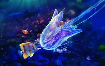 Wallpaper Beautiful Underwater Photo HD