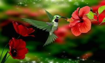 Colibri Beautiful Flowers With Hummingbird HD Wallpaper