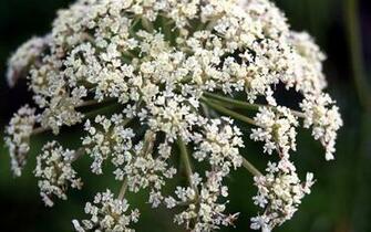 High Resolution Desktop Wallpaper Queen Anne S Lace By Geoff Puryear