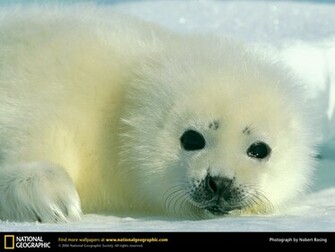 Baby Seal Wallpaper