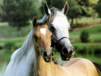 Pictures Horse Wallpaper For Your Computer Desktop