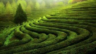 Tea Plantation Wallpaper X Net