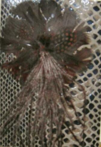 Faux Snakeskin Background With Varied Feathers On Top