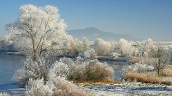 Winter Trees Photo