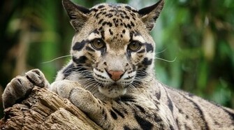 Clouded Leopard Wallpaper HD