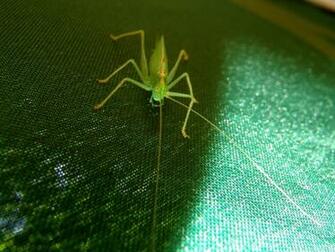 Wallpaper Animal Planet HD