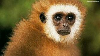 Animals The Animal Kingdom HD Image Wallpaper