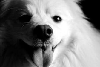 Black And White American Eskimo Dog Wallpaper