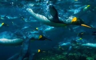 Swimming Penguins Wallpaper And Image