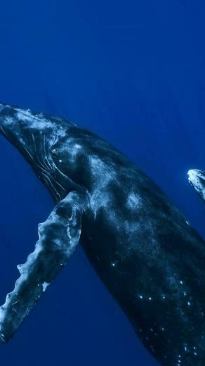 Blue Whale Wallpaper Image