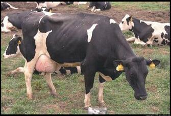 Dairy Cow
