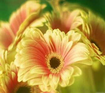 Gerbera Daisy Bouquetsamsung Wallpaper Samsung