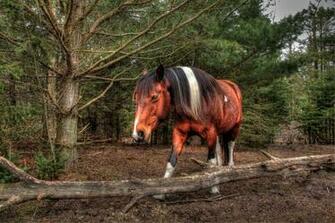 Wallpaper Horse Muzzle Mane Forest Animals