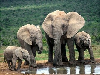 Wallpaper Baby Elephant Beautiful HD Image