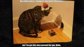 Cat Meme Quote Funny Humor Grumpy Wallpaper Background