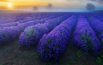 Lavender Flowers Background Wallpaper High Definition