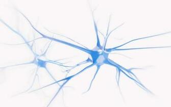 Neuroscience Over History Major Branches