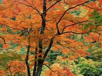 Wallpaper Seasonal And Screen Savers