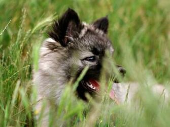 Pin Wallpaper Widescreen Wolves Running Wolf