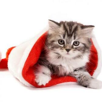 iPad Wallpaper Christmas Pets