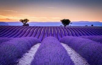 Wallpaper Field France The Ranks Lavender Provence Image For