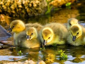 Baby Duck Wallpaper Px HDwallsource