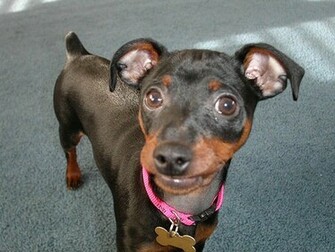 Miniature Pinscher Min Pin Wallpaper Pictures Breed Information