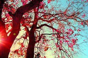 Pink Tree On
