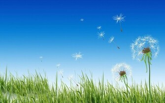 Dandelion Computer Wallpaper Desktop Background Id