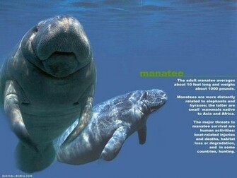 Manatee Wallpaper Animals