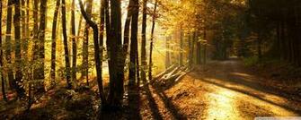 Beautiful Forest Road Wallpaper
