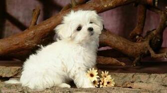 Cute Animal HD Wallpaper Android Computer Best