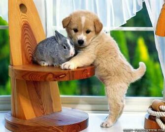 Cute Pet Animals Wallpaper Sf