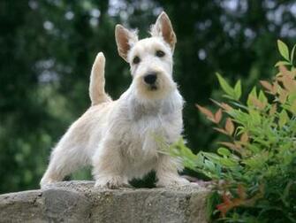 High Resolution Wallpaper Of Cute Dogs Recipeapart