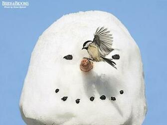 Birds And Blooms Wallpaper Pictures