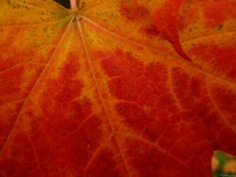 Red Autumn Leaves Wallpaper Maple Leaf