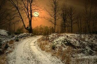 Wallpaper Surreal Forest Norway Trees Sun Cat Processing