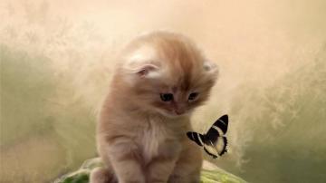 Kitten Wallpaper Cat Mammal Small To Medium Sized Cats