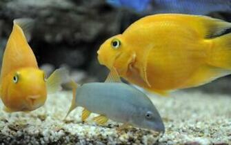 Freshwater Aquarium Fish Wallpaper And Make This For Your