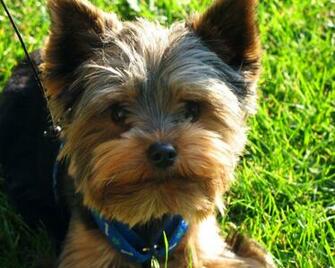Yorkshire Terrier Desktop Wallpaper