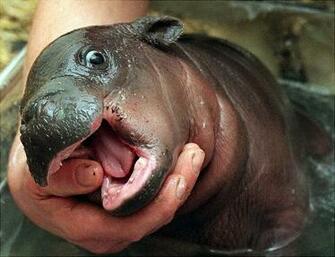 Jungle Life Hippo New Born Babys Pics Wallpaper
