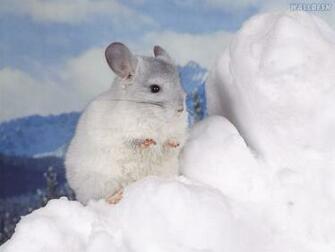 Chinchilla Pap Is De Parede Para Pc Fotos Roedores