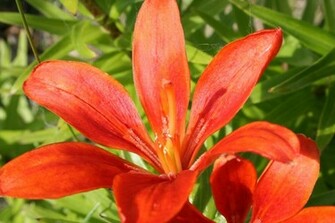 Red Tulip Wallpaper